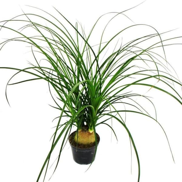 Exotenherz - Liten elefantfot - Beaucarnea recurvata - Nolina - inomhusväxt - 12 cm kruka - boll
