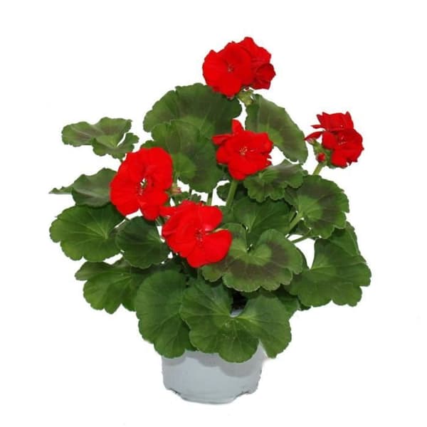 Stående pelargoner - Pelargonium zonale - 12cm kruka - set med 6 plantor - ljusröd