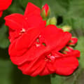 Miniatyrbild 2 av 3: Stående pelargoner - Pelargonium zonale - 12cm kruka - set med 6 plantor - ljusröd