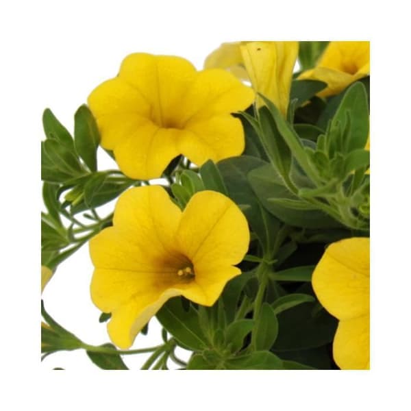 Magiska klockor - mini hängande petunia - Calibrachoa - 12 cm kruka - set med 3 plantor - gul