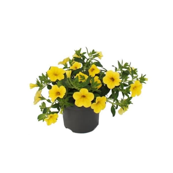 Magiska klockor - mini hängande petunia - Calibrachoa - 12 cm kruka - set med 3 plantor - gul