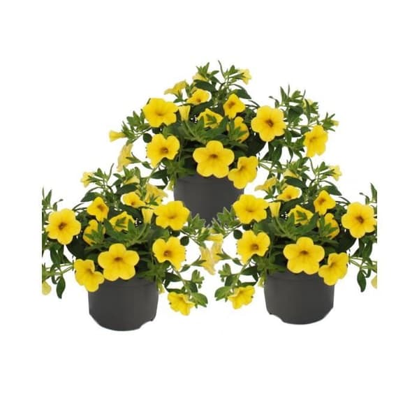 Magiska klockor - mini hängande petunia - Calibrachoa - 12 cm kruka - set med 3 plantor - gul