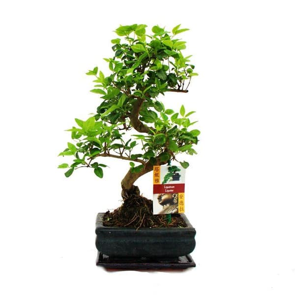Kinesisk bonsai liguster - Ligustrum sinensis - ca. 6 år
