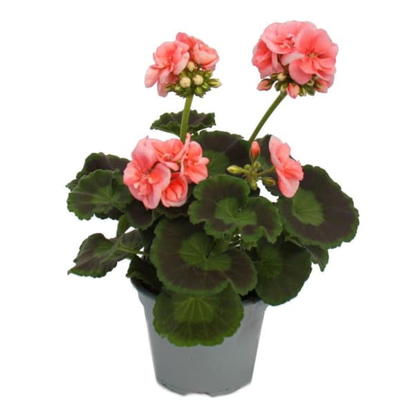 Stående pelargoner - Pelargonium zonale - 12 cm kruka - set med 6 plantor - rosa