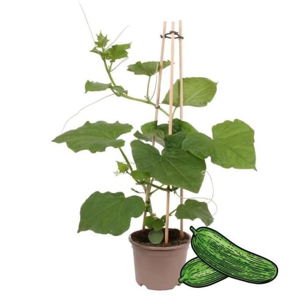 Gurkväxt Snack Gurka - för balkong och trädgård - 14cm kruka - grönsaker att ta med