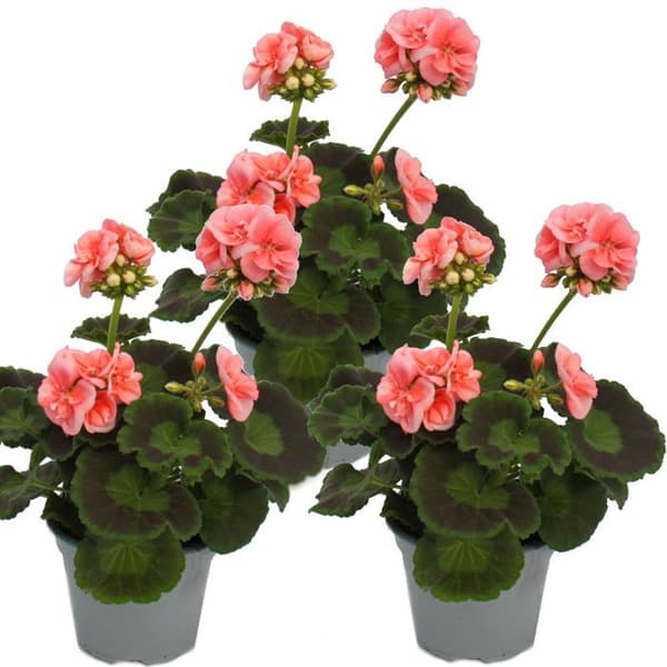 Stående pelargoner - Pelargonium zonale - 12cm kruka - set med 3 plantor - rosa