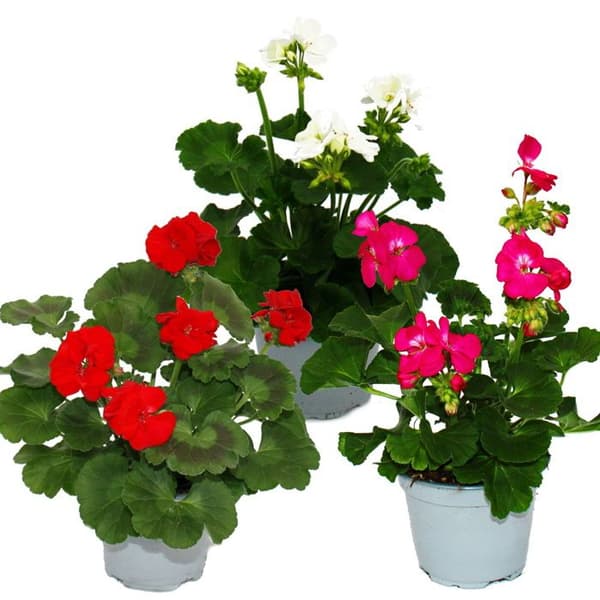 Stående pelargoner - Pelargonium zonale - 12 cm kruka - set med 3 plantor - mix av färger
