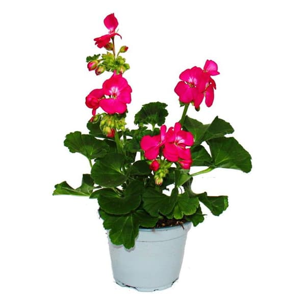 Stående pelargoner - Pelargonium zonale - 12 cm kruka - set med 6 plantor - ljust rosa