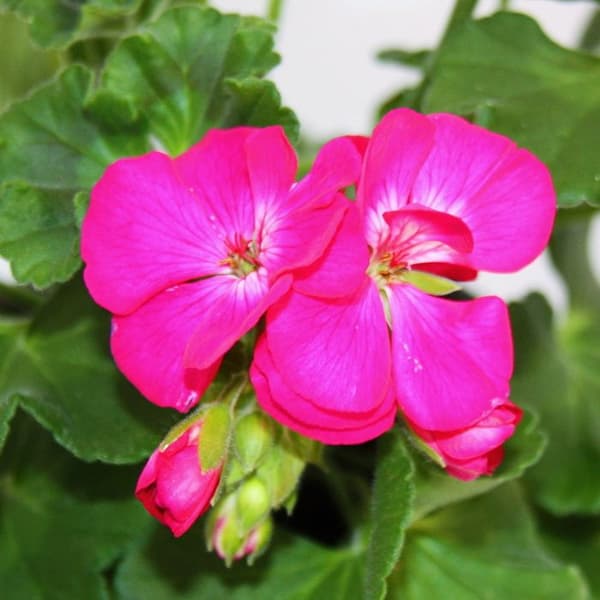 Stående pelargoner - Pelargonium zonale - 12 cm kruka - set med 6 plantor - ljust rosa