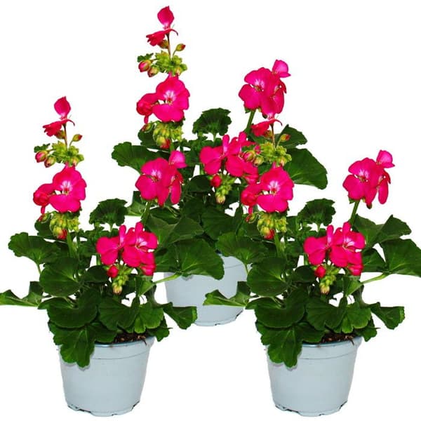 Stående pelargoner - Pelargonium zonale - 12cm kruka - set med 3 plantor - rosa