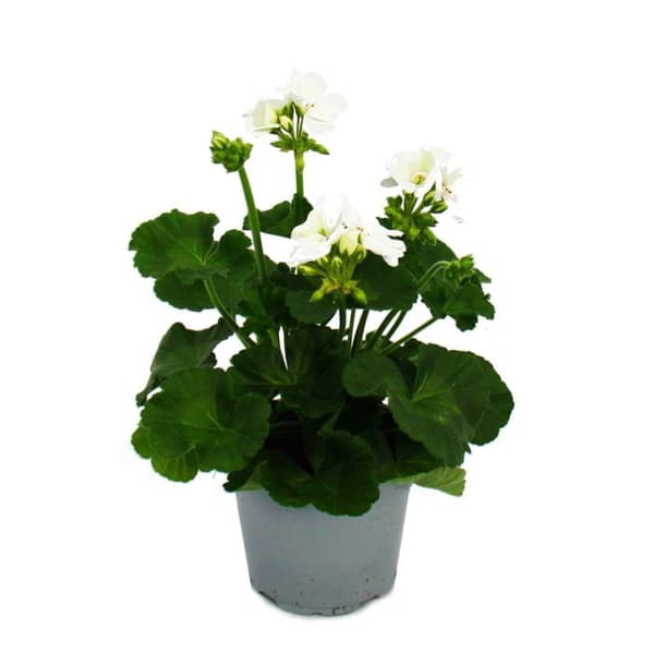 Stående pelargoner - Pelargonium zonale - 12cm kruka - set med 6 plantor - vit