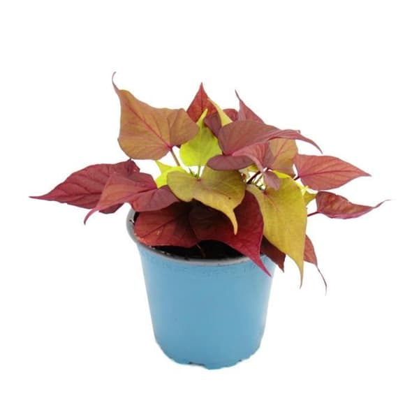 Sötpotatis - rabatt och balkongväxt - Ipomoea batatas - 12cm - set med 3 plantor - mix av färger