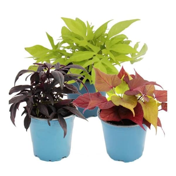 Sötpotatis - rabatt och balkongväxt - Ipomoea batatas - 12cm - set med 3 plantor - mix av färger