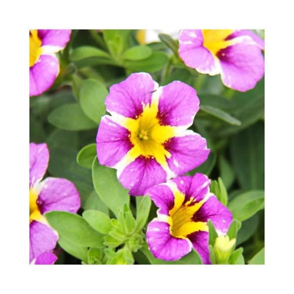 Magiska klockor - mini hängande petunia - Calibrachoa - 12 cm kruka - set med 3 plantor - tvåfärgad lila-gul