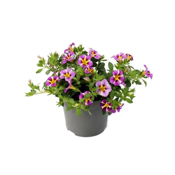 Magiska klockor - mini hängande petunia - Calibrachoa - 12 cm kruka - set med 3 plantor - tvåfärgad lila-gul