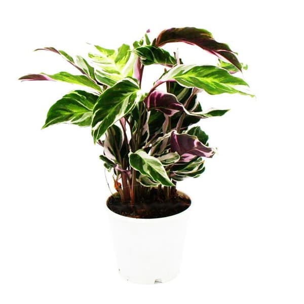 Skuggväxt med ovanligt lövmönster - Calathea Fusion White - 14 cm kruka - Höjd ca 40 cm