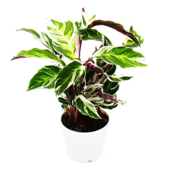 Skuggväxt med ovanligt lövmönster - Calathea Fusion White - 14 cm kruka - Höjd ca 40 cm