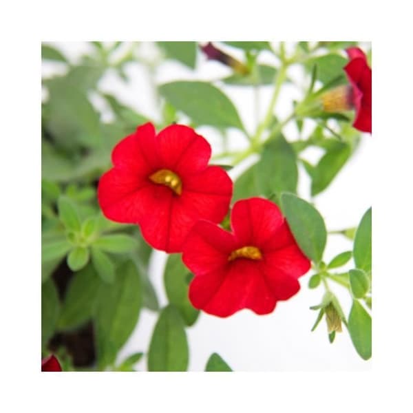 Magiska klockor - mini hängande petunia - Calibrachoa - 12 cm kruka - set med 3 plantor - röd