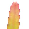 Miniatyrbild 3 av 3: Epiphyllum anguliger Red Tip - svärdkaktus - rödfärgad krokodilsvanskaktus - trafikljuskruka 14cm