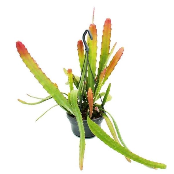 Epiphyllum anguliger Red Tip - svärdkaktus - rödfärgad krokodilsvanskaktus - trafikljuskruka 14cm