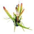 Miniatyrbild 1 av 3: Epiphyllum anguliger Red Tip - svärdkaktus - rödfärgad krokodilsvanskaktus - trafikljuskruka 14cm
