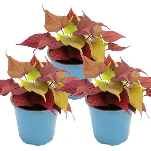 Sötpotatis - rabatt och balkongväxt - Ipomoea batatas - 12cm - set med 3 plantor - brun