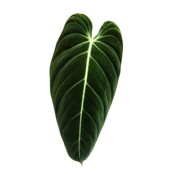 Exotenherz - Philodendron melanochrysum - vännen av svarta och guldträd - 20 cm kruka