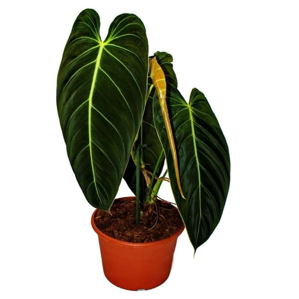 Exotenherz - Philodendron melanochrysum - vännen av svarta och guldträd - 20 cm kruka