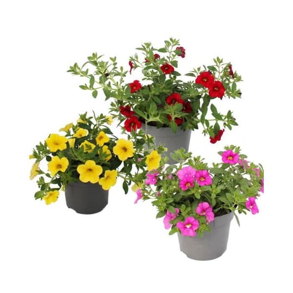 Magiska klockor - mini hängande petunia - Calibrachoa - 12 cm kruka - set med 3 plantor - mix av färger