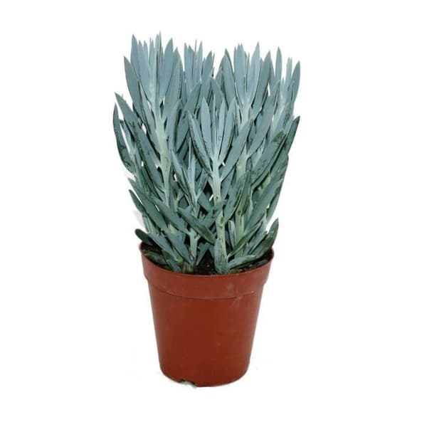 Senecio akvarium 15cm kruka