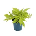 Miniatyrbild 2 av 2: Sötpotatis - rabatt och balkongväxt - Ipomoea batatas - 12cm - set med 3 plantor - ljusgrön