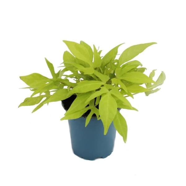 Sötpotatis - rabatt och balkongväxt - Ipomoea batatas - 12cm - set med 3 plantor - ljusgrön