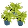 Miniatyrbild 1 av 2: Sötpotatis - rabatt och balkongväxt - Ipomoea batatas - 12cm - set med 3 plantor - ljusgrön