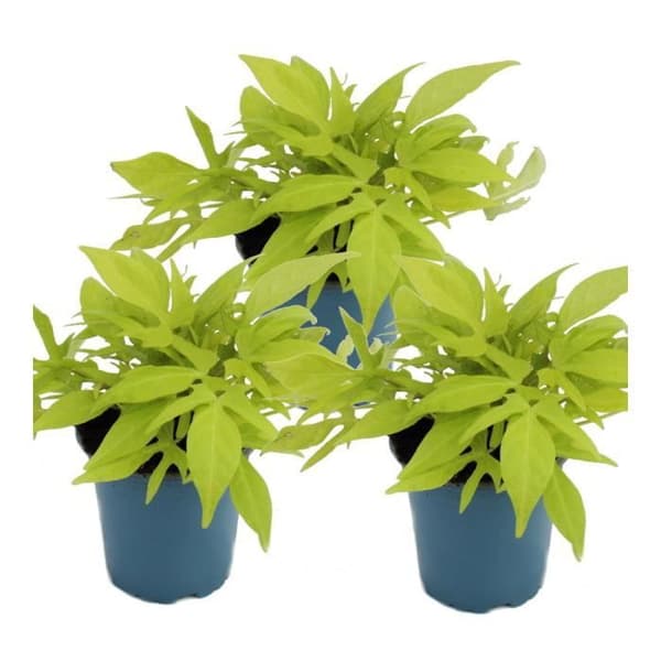 Sötpotatis - rabatt och balkongväxt - Ipomoea batatas - 12cm - set med 3 plantor - ljusgrön
