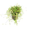 Miniatyrbild 2 av 2: Senecio herreianus "Purple Flush" i 12cm kruka