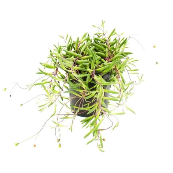 Senecio herreianus "Purple Flush" i 12cm kruka