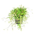 Miniatyrbild 1 av 2: Senecio herreianus "Purple Flush" i 12cm kruka