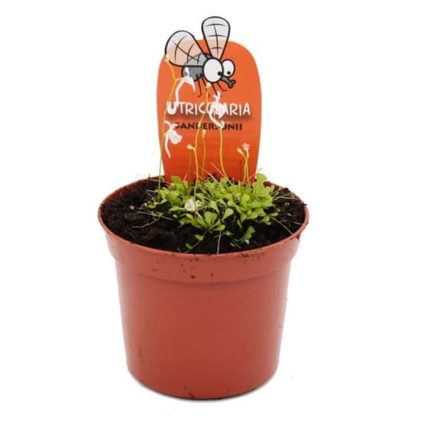 Exotenherz - Köttätande växt - Vattenpipa - Utricularia sandersonii - Kruka 9cm - Raritet