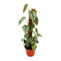 Miniatyrbild 1 av 2: Philodendron brandtianum - silverblad - trädens vän - 17cm kruka på mosspinne