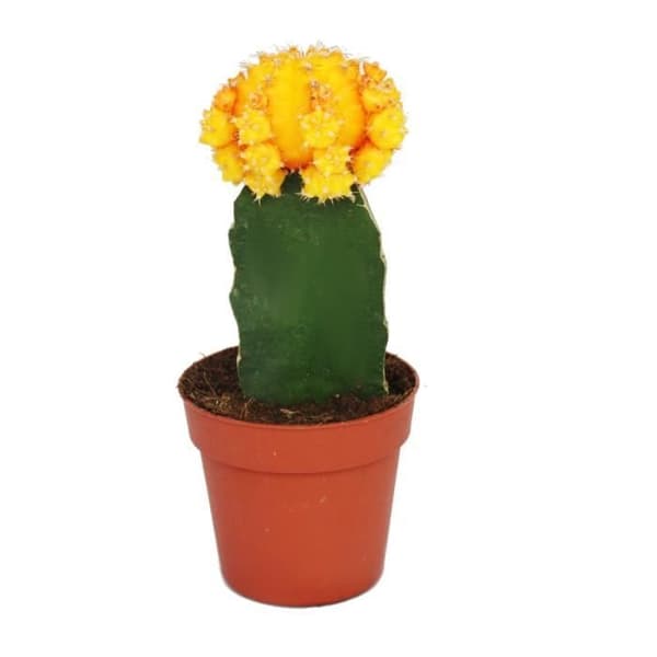Gymnocalycium mihanovichii - jordgubbskaktus - apelsin - 8,5 cm kruka.