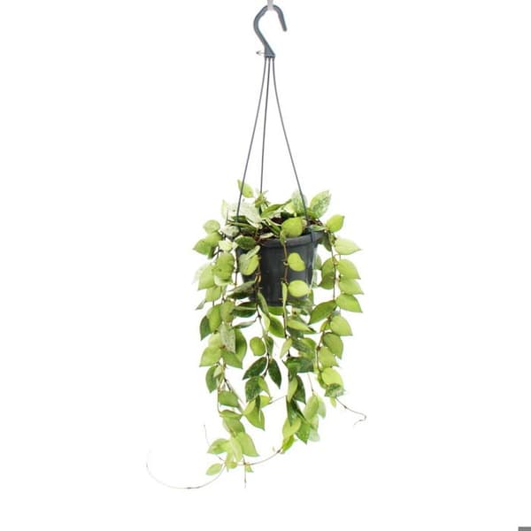 Inomhusväxt att hänga - Hoya krohniana Eskimo - porslinsblomma - vaxblomma - trafikljus 14cm