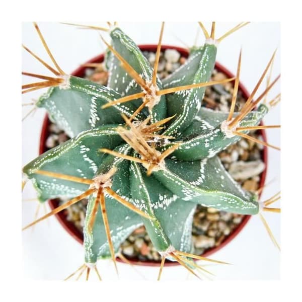 Exotenherz - Astrophytum ornatum - biskopsmössa - i 5,5 cm kruka