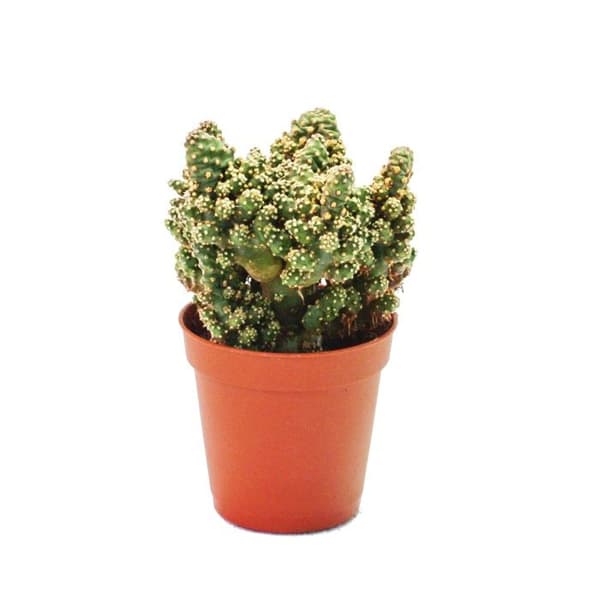 Moské tonfisk opuntia - liten planta i 5,5 cm kruka