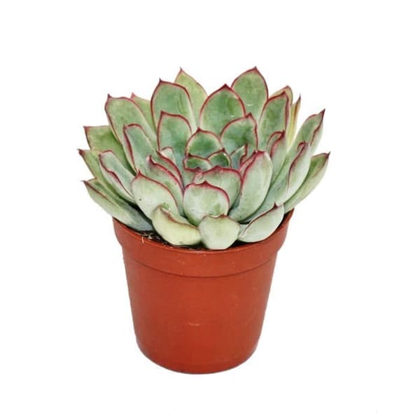 Echeveria pulidonis - liten planta i 5,5 cm kruka