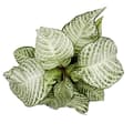 Miniatyrbild 2 av 2: Exotenherz - Aphelandra squarrosa "White Wash" - Shiny Columns - 12 cm kruka