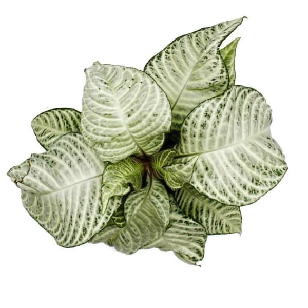 Exotenherz - Aphelandra squarrosa "White Wash" - Shiny Columns - 12 cm kruka