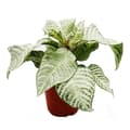 Miniatyrbild 1 av 2: Exotenherz - Aphelandra squarrosa "White Wash" - Shiny Columns - 12 cm kruka