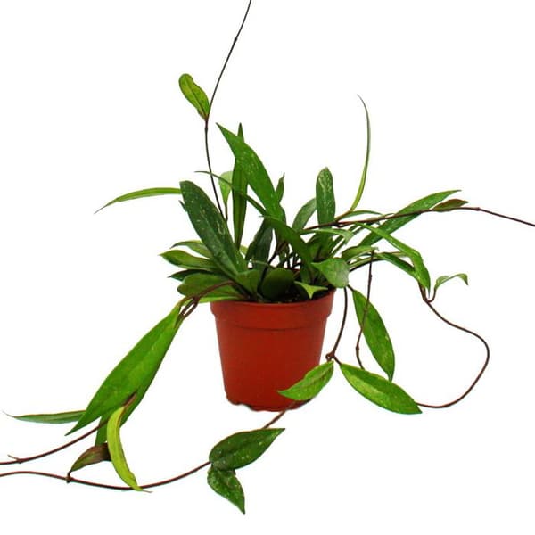Inomhusväxt att hänga - Hoya pubicalyx - porslinsblomma - vaxblomma 12cm