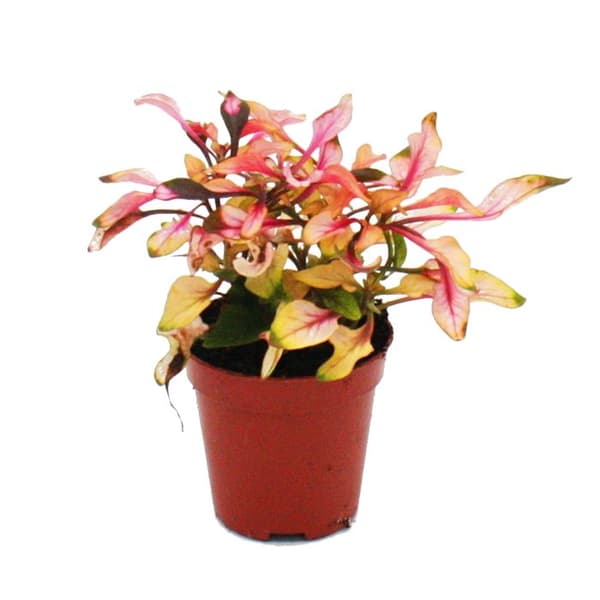 Miniplanta - Alternanthera dentata - Josephs mantel - Papegojblad - Idealisk för små skålar och glas - Liten växt