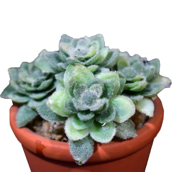 Vihreä Mini Succulent tiiliruukussa, 8 cm